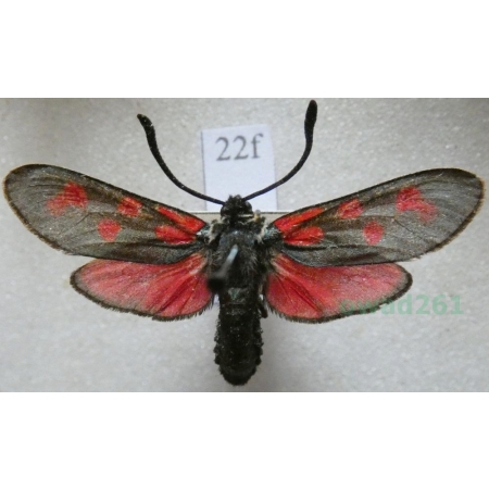 Zygaena filipendulae (Linnaeus, 1758) Kraśnik sześcioplamek Czech22f